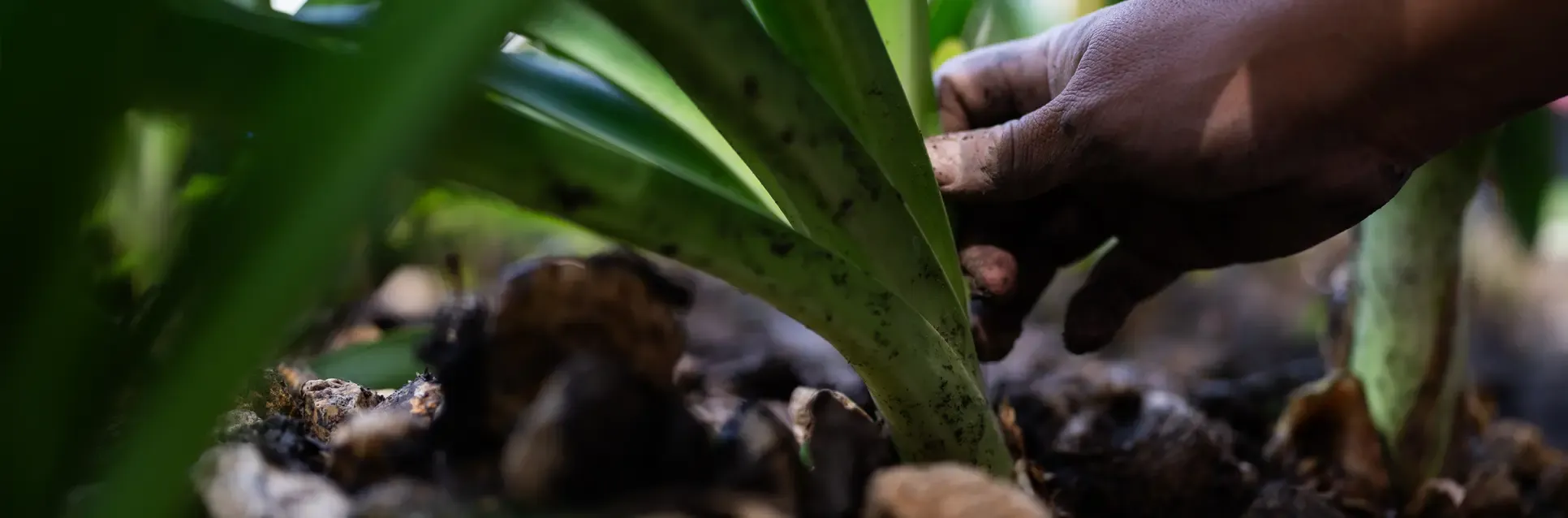 Cuidado de plantas y áreas verdes; el control de plagas lo atiende nuestro aliado PROMIP